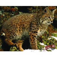 DuraMesh Bobcat Target