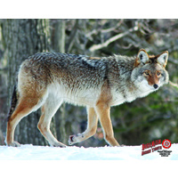 DuraMesh Coyote Target Face