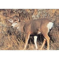 Delta Full Colour Mule Deer Target Face