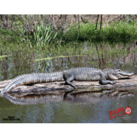 DuraMesh Gator Target Face